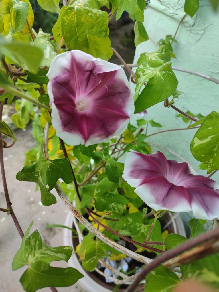 Chocolate Morning Glory Mountain Top Seed Bank