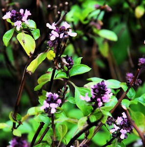 Basil Sweet Scented