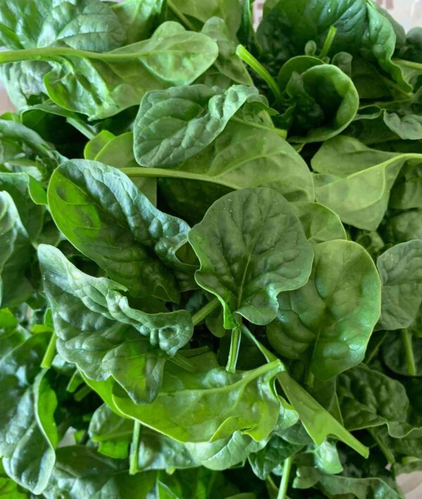 Bloomsdale spinach is picked and ready to be enjoyed.