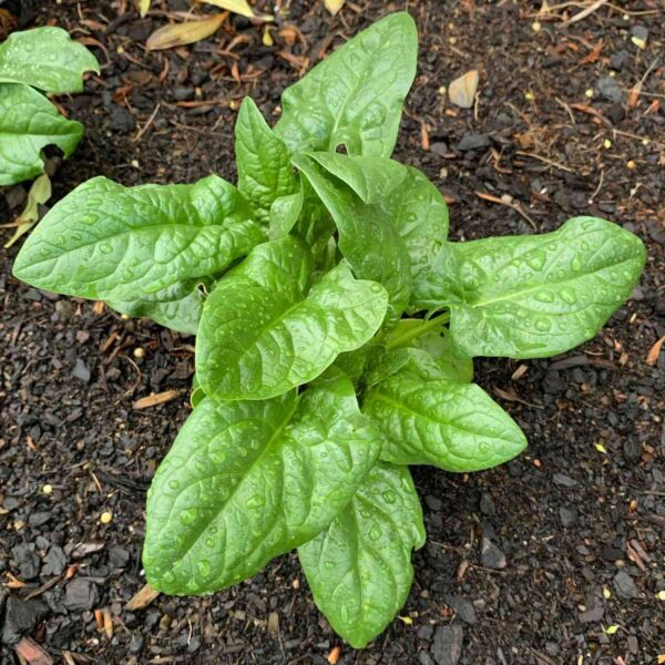 bloomsdale spinach performing great in our farm