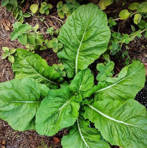 florida broadleaf mustard growing healthy in our farm