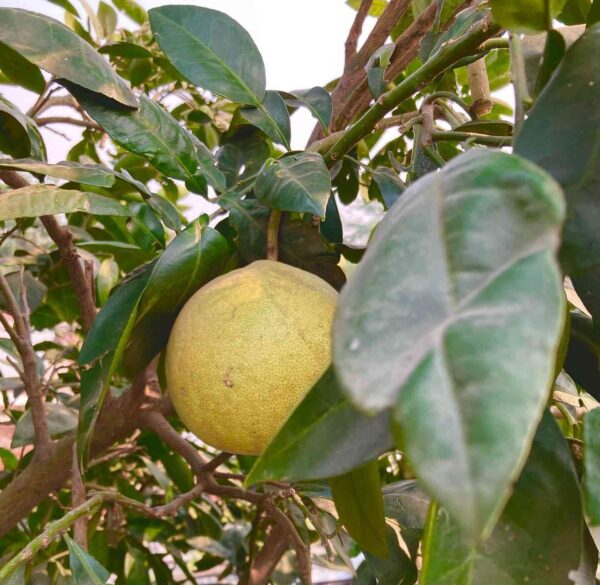 pomelo yellow pulp seeds