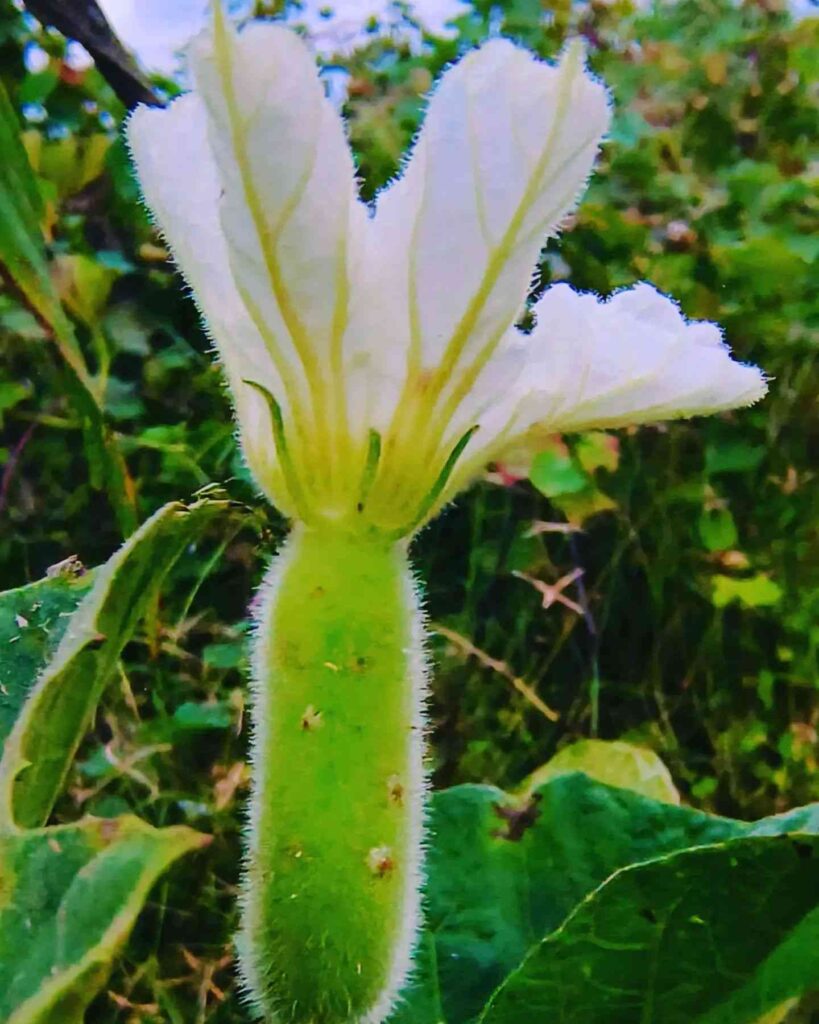 north-indian-bottle-gourd-mountain-top-seed-bank