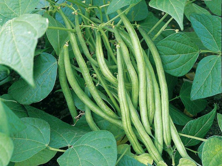 France Beans Mountain Top Seed Bank   French Beans Green1 768x576 