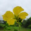 Himalayan Ridge Gourd - Image 2
