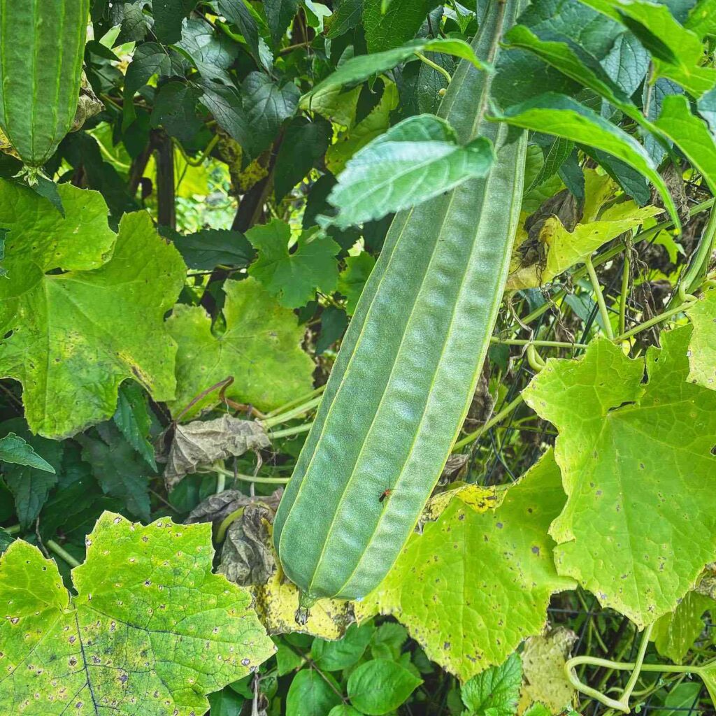 Himalayan Ridge Gourd Seeds - Mountain Top Seed Bank