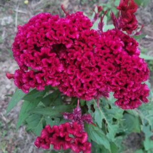 red chief cockscombs in full bloom at our farm during end of monsoon season