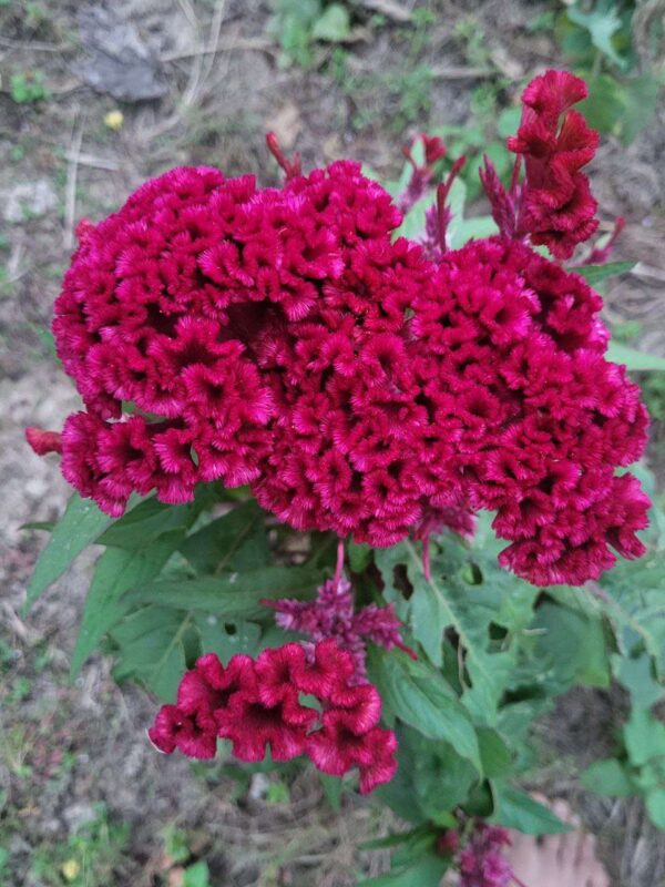 red chief cockscombs in full bloom at our farm during end of monsoon season