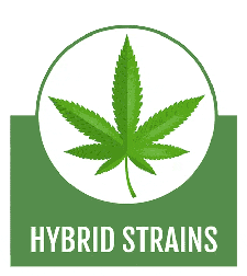 hybrid cannabis seeds