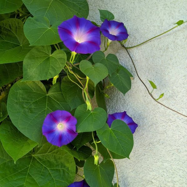 Morning-Glory-Decorative-climber