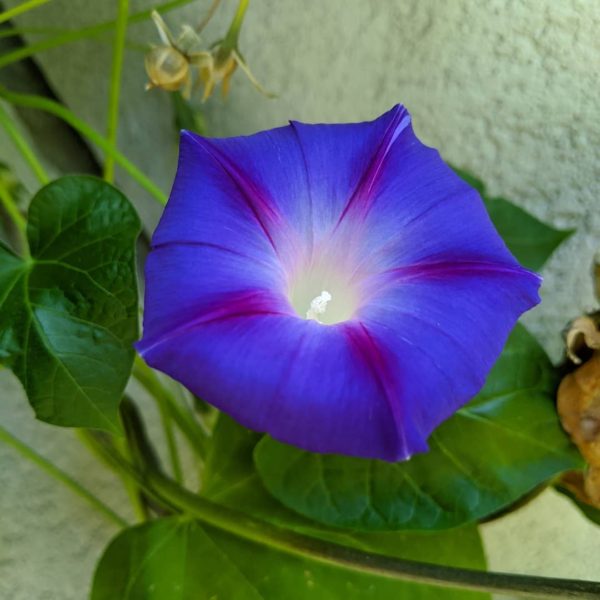 Morning-Glory-Heavenly-BlueSeeds