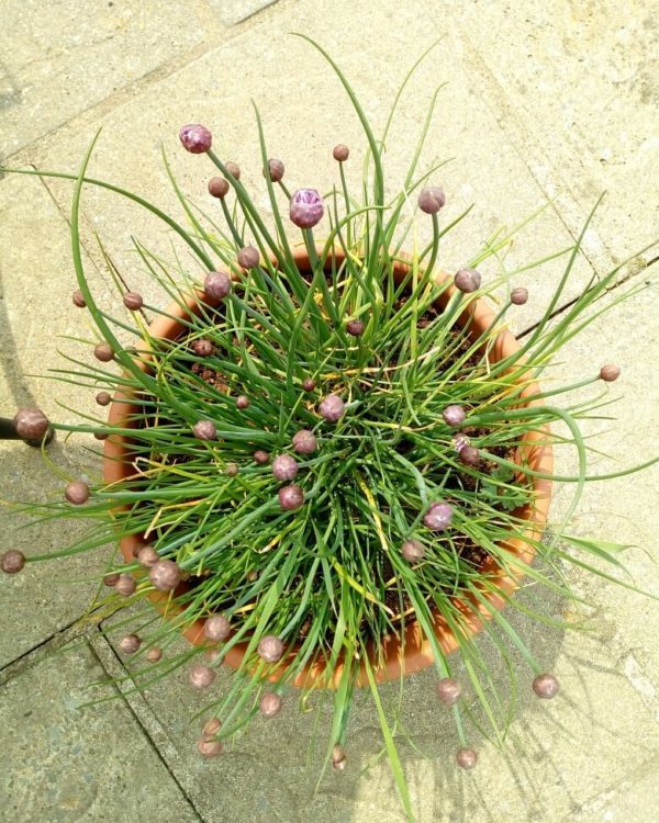 Chive Plant Seeds Product Image