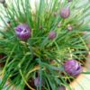 Plant Seeds
