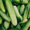 Long Cucumber Seeds