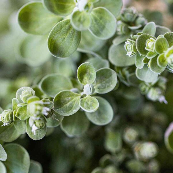 green leaves of marijoram plant