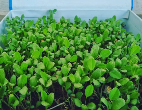 Methi (Fenugreek)