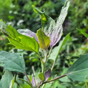Bathua plant seeds