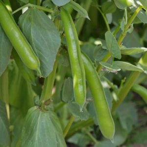 Fava beans Hybrid Seeds