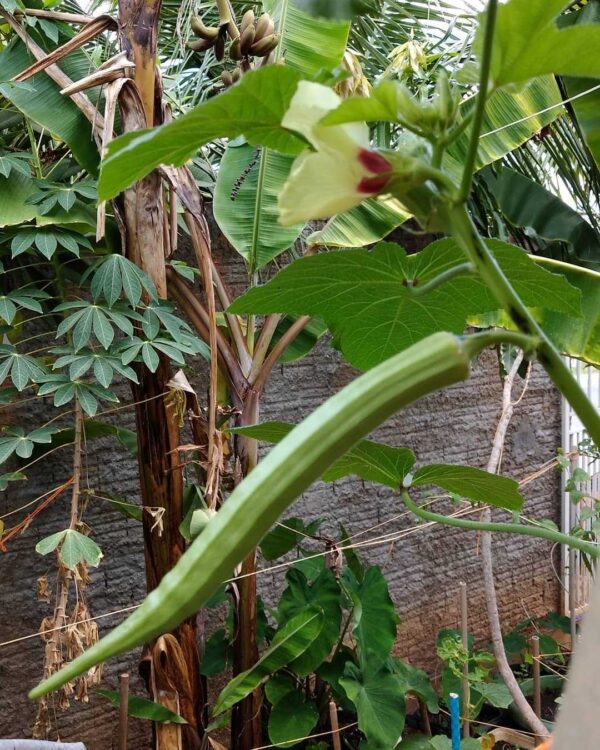 burmese okra growing at our farm in dehradun