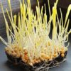 corn microgreens