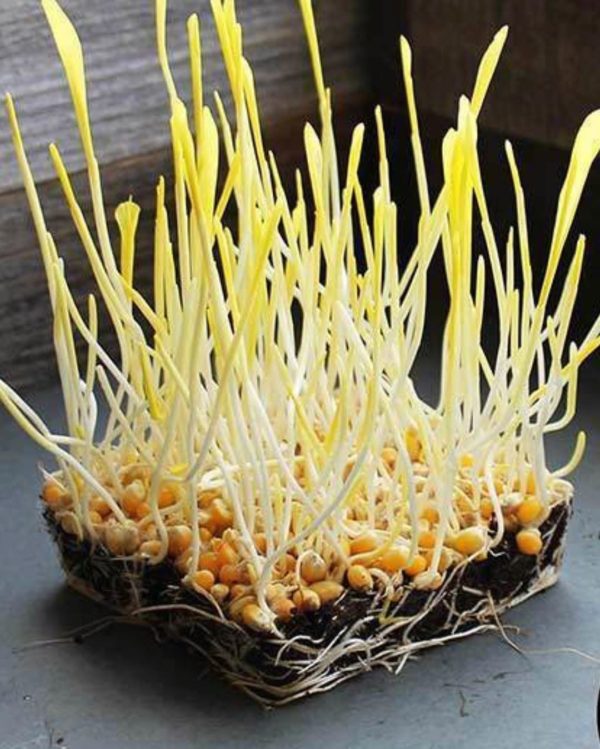 corn microgreens