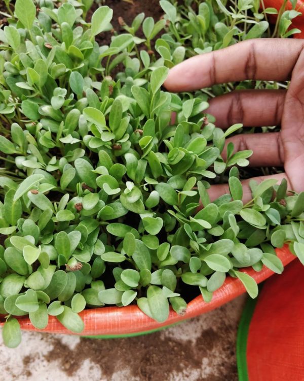 fenugreek hairloom microgreen seeds