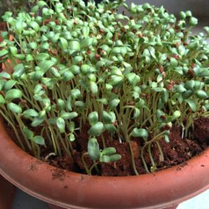 fenugreek hairloom microgreen seeds
