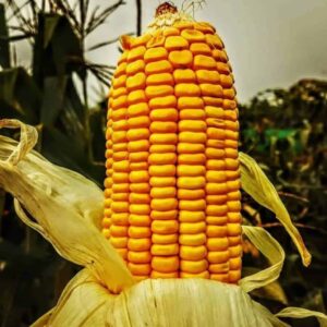 golden hybrid corn