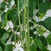 Yard Long Green Beans