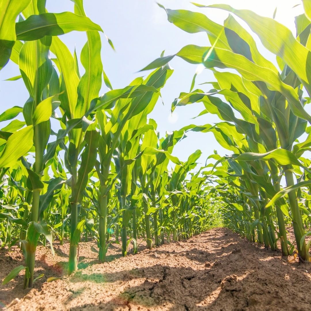 Hybrid Corn Seeds Mountain Top Seed Bank