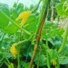 Long Cucumber Seeds - Image 2