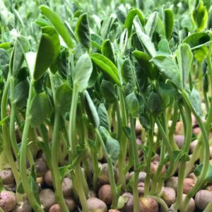 Pea microgreen seeds