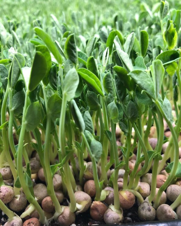 Pea microgreen seeds