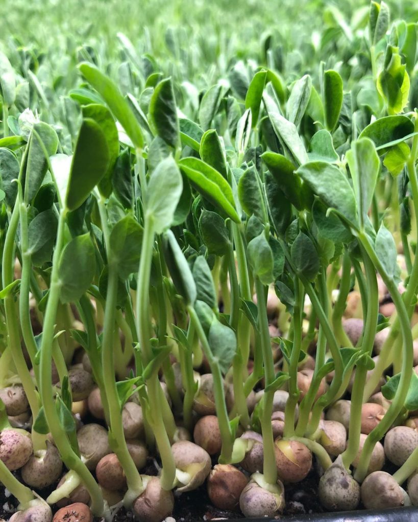 Pea Sprouts & Microgreens Seeds - 25grams - Certified Organic, Non-GMO ...