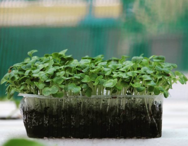 white radish microgreen