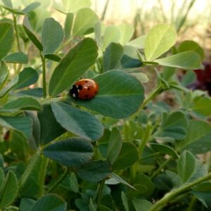 Rajasthani Methi (Fenugreek)