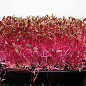 red amarnath microgreen grown from seeds