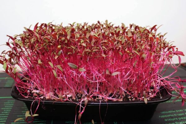 red amarnath microgreen grown from seeds