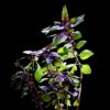 Red Rubin Basil