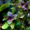 Red Rubin Basil - Image 2