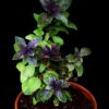 Red Rubin Basil - Image 3