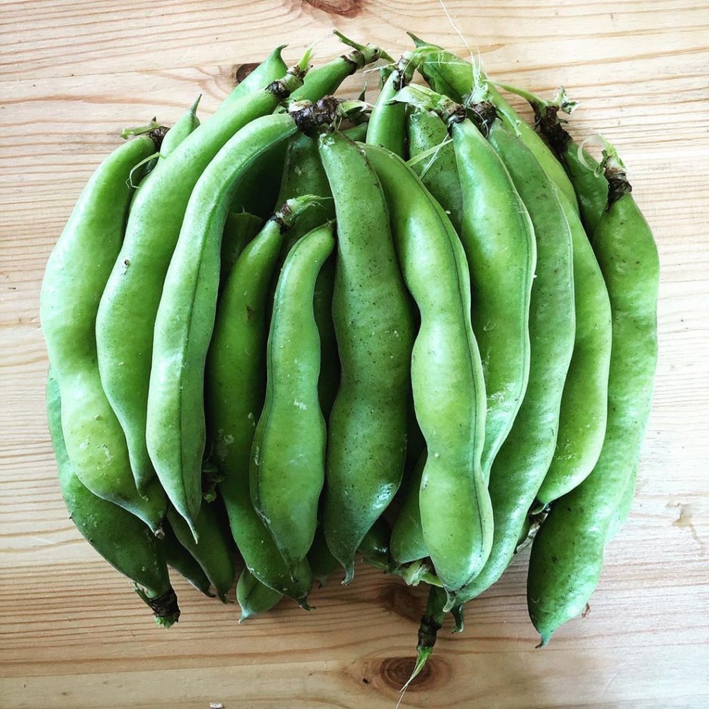 Fava Beans (Bakla) Seeds - Mountain Top Seed Bank