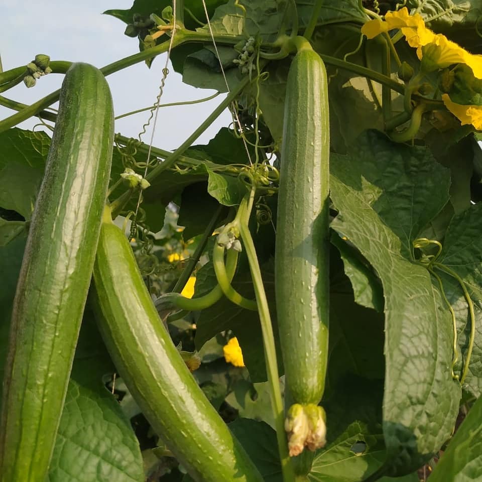 Sponge Gourd Long Seeds - Mountain Top Seed Bank