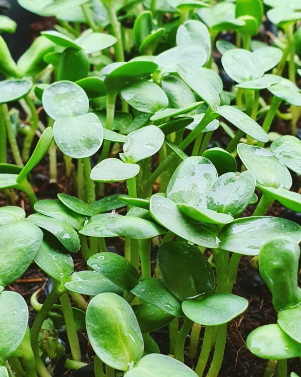 Sunflower microgreen seeds