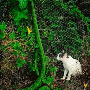 Sponge Gourd - Thai Extra Long