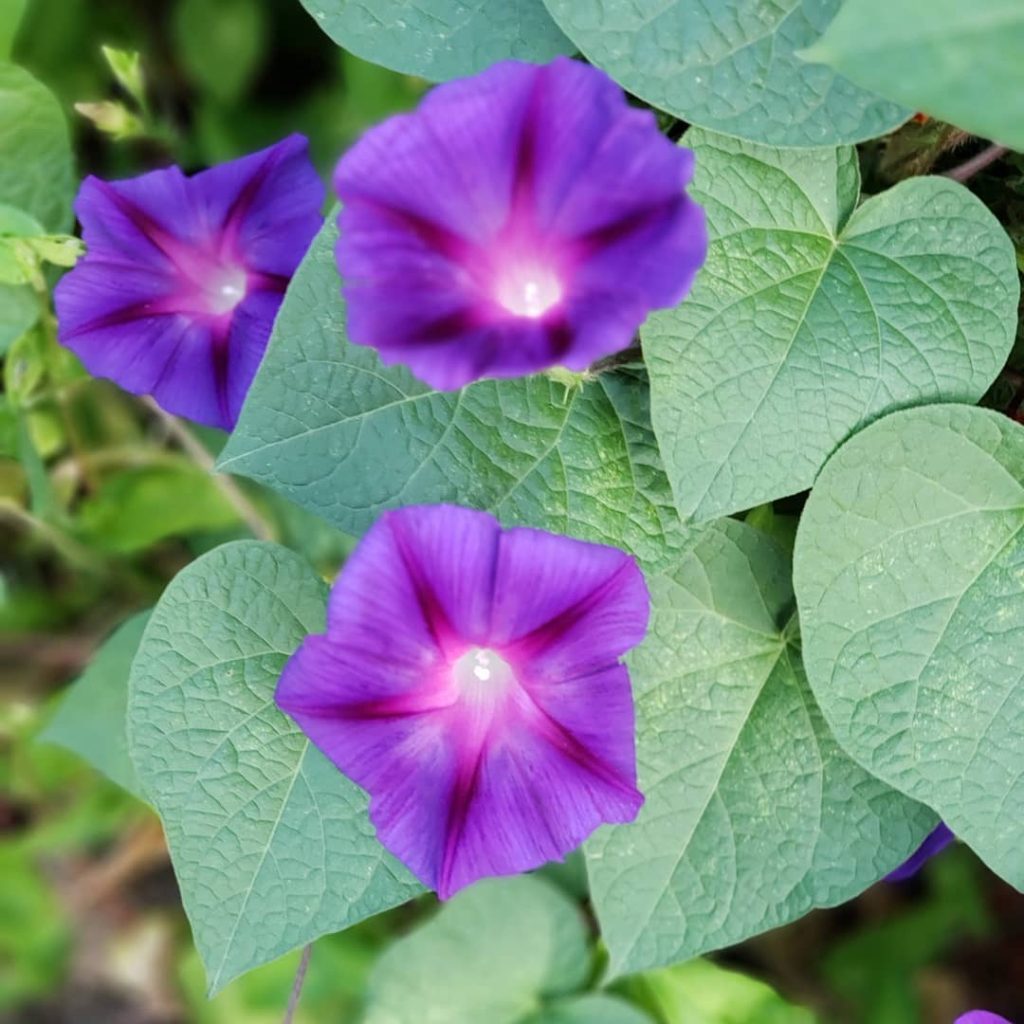 Albums 92 Pictures Pictures Of Morning Glory Flowers Latest