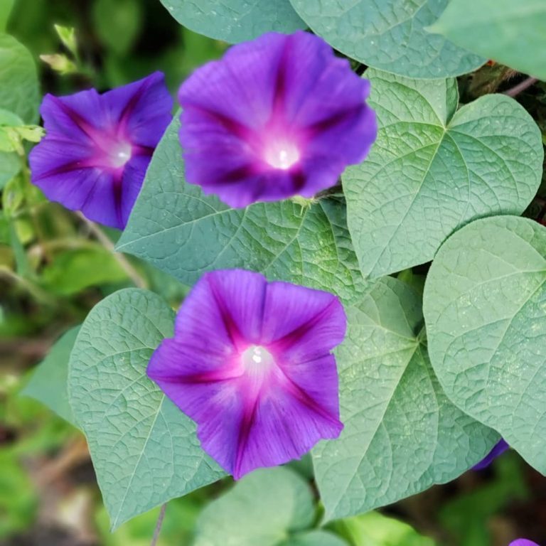 Purple Morning Glory- Ipomoea purpurea - Mountain Top Seed Bank