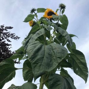 buy-sunflower-seeds-giant-variety