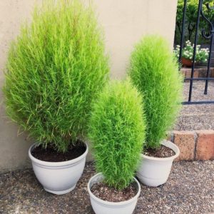 healthy kochia plant growing in containers