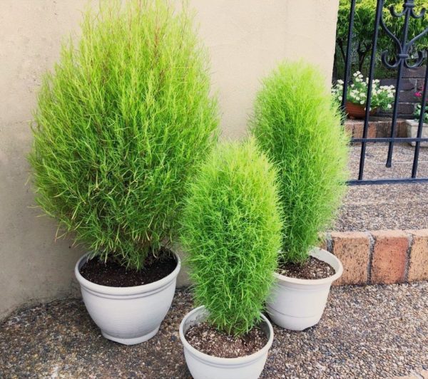 healthy kochia plant growing in containers